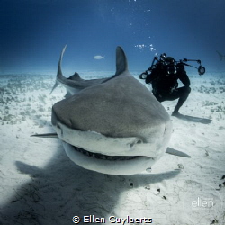 Be a shark! by Ellen Cuylaerts 